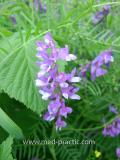 Սիսեռիկ մկնային- Горошек мышиный- Vicia cracca L.