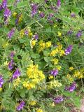 Սիսեռիկ մկնային- Горошек мышиный- Vicia cracca L.