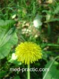 Խատուտիկ դեղատու - Одуванчик лекарственный - Taraxacum officinalis Wilg.