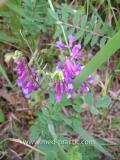 Սիսեռիկ մկնային- Горошек мышиный- Vicia cracca L.