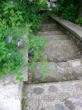 Սիսեռիկ մկնային- Горошек мышиный- Vicia cracca L.