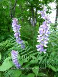 Սիսեռիկ մկնային- Горошек мышиный- Vicia cracca L.