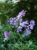 Սիսեռիկ մկնային- Горошек мышиный- Vicia cracca L.