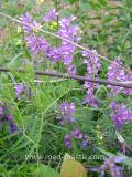 Սիսեռիկ մկնային- Горошек мышиный- Vicia cracca L.