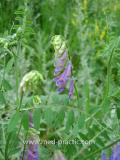 Սիսեռիկ մկնային- Горошек мышиный- Vicia cracca L.