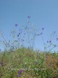 Ոջլախոտ դաշտային- Живокость полевая- Delphinium consolida L.