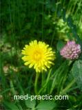 Խատուտիկ դեղատու - Одуванчик лекарственный - Taraxacum officinalis Wilg.