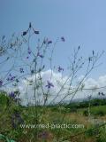Ոջլախոտ դաշտային- Живокость полевая- Delphinium consolida L.