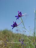 Ոջլախոտ դաշտային- Живокость полевая- Delphinium consolida L.