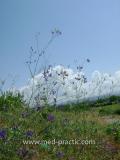 Ոջլախոտ դաշտային- Живокость полевая- Delphinium consolida L.