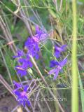 Ոջլախոտ դաշտային- Живокость полевая- Delphinium consolida L.