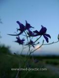 Ոջլախոտ դաշտային- Живокость полевая- Delphinium consolida L.