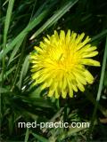 Խատուտիկ դեղատու - Одуванчик лекарственный - Taraxacum officinalis Wilg.