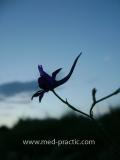 Ոջլախոտ դաշտային- Живокость полевая- Delphinium consolida L.