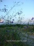 Ոջլախոտ դաշտային- Живокость полевая- Delphinium consolida L.