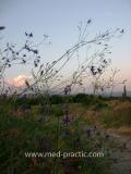 Ոջլախոտ դաշտային- Живокость полевая- Delphinium consolida L.