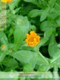 Վաղենակ դեղատու - Календула лекарственная - Calendula officinalis L.