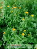 Վաղենակ դեղատու - Календула лекарственная - Calendula officinalis L.