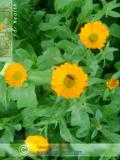 Վաղենակ դեղատու - Календула лекарственная - Calendula officinalis L.