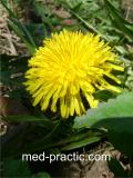 Խատուտիկ դեղատու - Одуванчик лекарственный - Taraxacum officinalis Wilg.