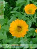 Վաղենակ դեղատու - Календула лекарственная - Calendula officinalis L.