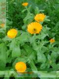Վաղենակ դեղատու - Календула лекарственная - Calendula officinalis L.