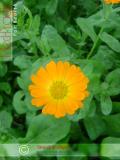Վաղենակ դեղատու - Календула лекарственная - Calendula officinalis L.