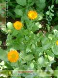 Վաղենակ դեղատու - Календула лекарственная - Calendula officinalis L.