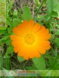 Վաղենակ դեղատու - Календула лекарственная - Calendula officinalis L.
