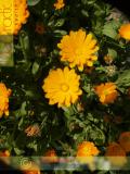 Վաղենակ դեղատու - Календула лекарственная - Calendula officinalis L.