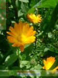 Վաղենակ դեղատու - Календула лекарственная - Calendula officinalis L.