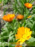 Վաղենակ դեղատու - Календула лекарственная - Calendula officinalis L.
