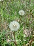 Խատուտիկ դեղատու - Одуванчик лекарственный - Taraxacum officinalis Wilg.