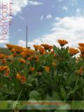 Վաղենակ դեղատու - Календула лекарственная - Calendula officinalis L.