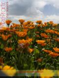 Վաղենակ դեղատու - Календула лекарственная - Calendula officinalis L.