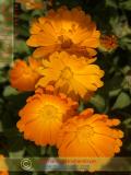 Վաղենակ դեղատու - Календула лекарственная - Calendula officinalis L.