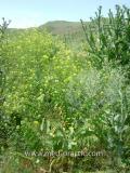 Մոլեխինդ սև - Белена черная - Hyoscyamus niger L.