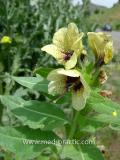 Մոլեխինդ սև - Белена черная - Hyoscyamus niger L.