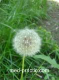 Խատուտիկ դեղատու - Одуванчик лекарственный - Taraxacum officinalis Wilg.