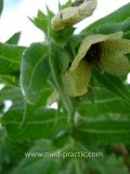 Մոլեխինդ սև - Белена черная - Hyoscyamus niger L.