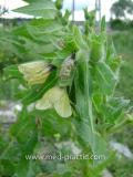 Մոլեխինդ սև - Белена черная - Hyoscyamus niger L.