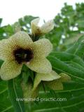 Մոլեխինդ սև - Белена черная - Hyoscyamus niger L.
