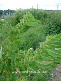 Մոլեխինդ սև - Белена черная - Hyoscyamus niger L.