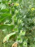 Մոլեխինդ սև - Белена черная - Hyoscyamus niger L.