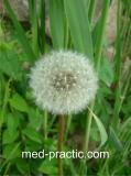 Խատուտիկ դեղատու - Одуванчик лекарственный - Taraxacum officinalis Wilg.
