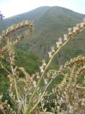 Մոլեխինդ սև - Белена черная - Hyoscyamus niger L.