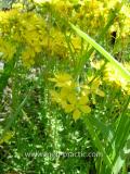 Սրոհունդ սովորական - Зверобой обыкновенный - Hypericum perforatum L.