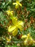 Սրոհունդ սովորական - Зверобой обыкновенный - Hypericum perforatum L.