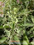 Եղինջ երկտուն - Крапива двудомная - Urtica dioica L.