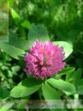 Երեքնուկ մարգագետնային - Клевер луговой - Trifolium pratense L.